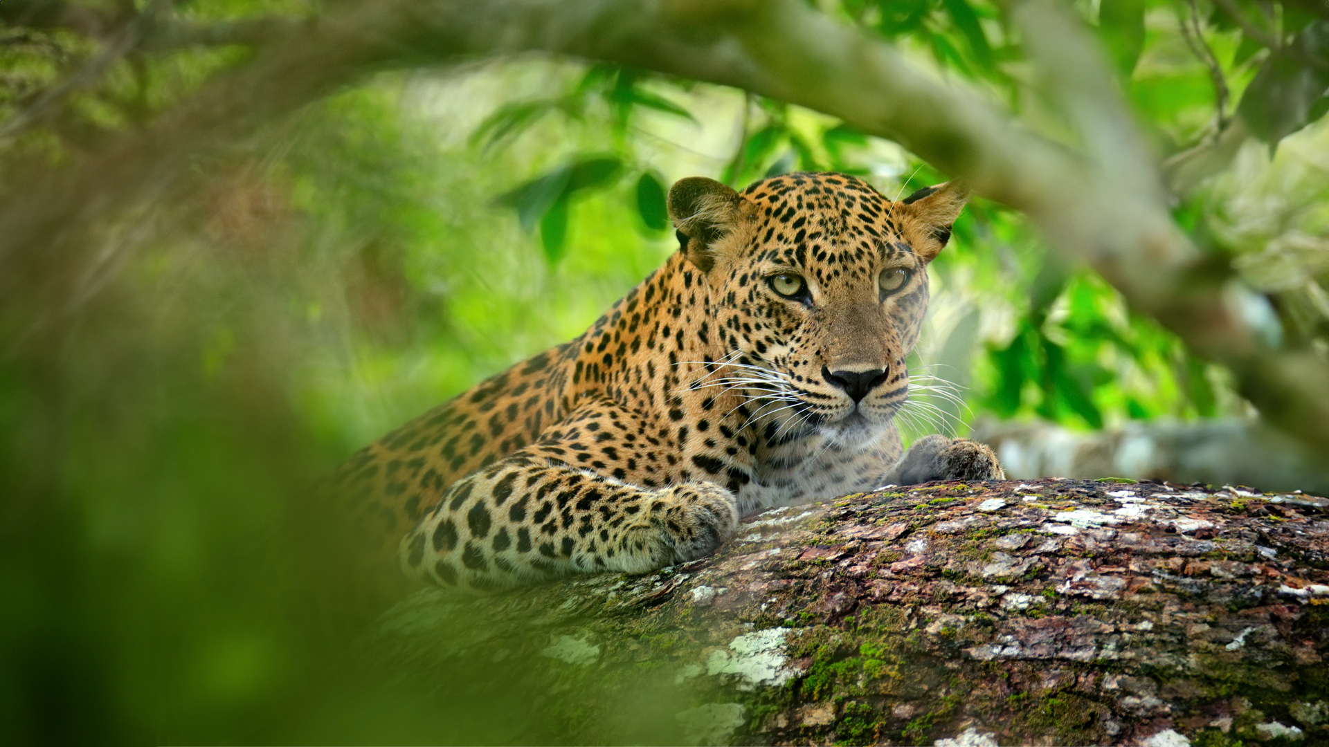 Yala in srilanka Amago tours